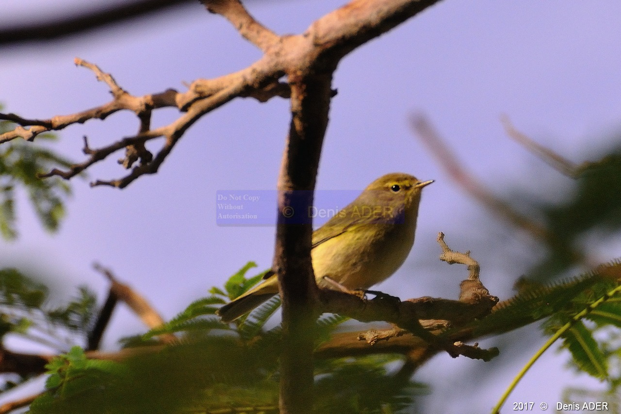 Rousserolle effarvatte Acrocephalus scirpaceus - Eurasian Reed Warbler-Safaga Menaville-5m-20171124-Denis-ADER-DSC_3991_tn.jpg
